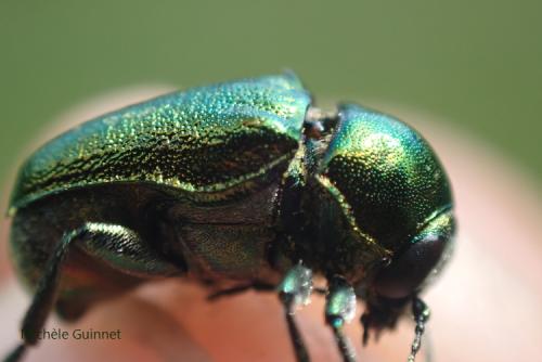 Cryptocephalus sp.